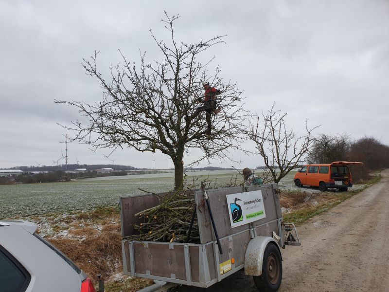 Hr. Winter beim schneiden des Birnenbaumes während der 1. Vorsitzende das Schnittgut veräumt