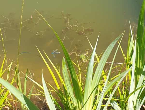 In einem Teich schwimmen Frösche