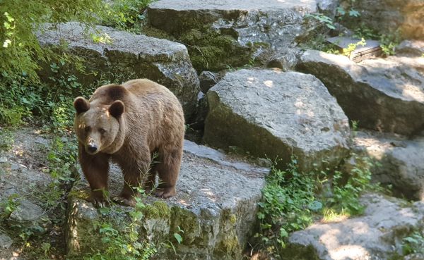 Ein Braunbär klettert über Steine