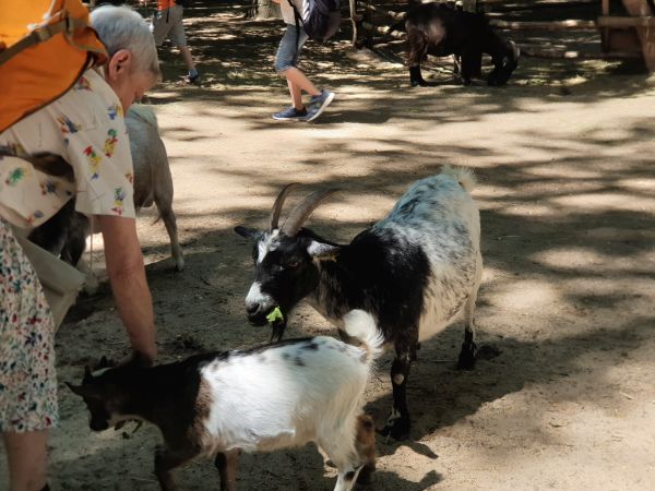 Der Ziegen des Streichelzoos werden in Beschlag genommen