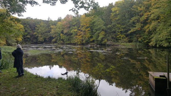 Die schwarze Lache hat wirklich dunkles Wasser