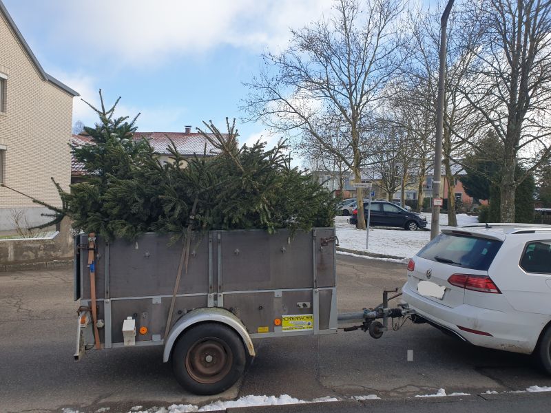 Immer voller wird der Anhänger mit ausgedienten Weihnachtsbäumen