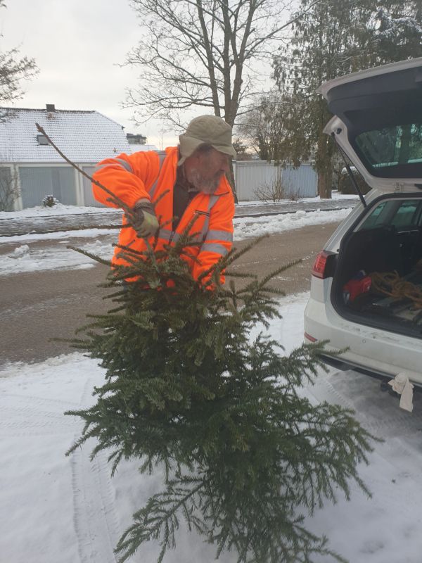 J. Pollanka (1. Vorsitzender) beim einladen eines ausgedienten Weihnachtsbaumes