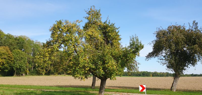 Die Apfelbäume trugen viele leckere Früchte