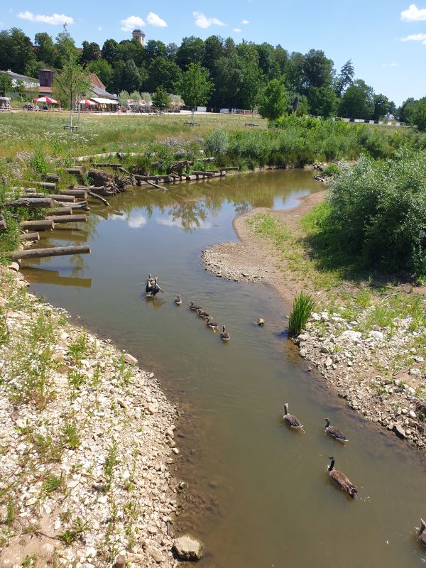 Gänse und Enten an der Jagst