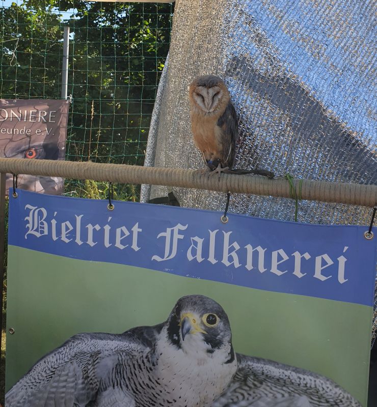 Lotte die Schleiereule auf dem Banner