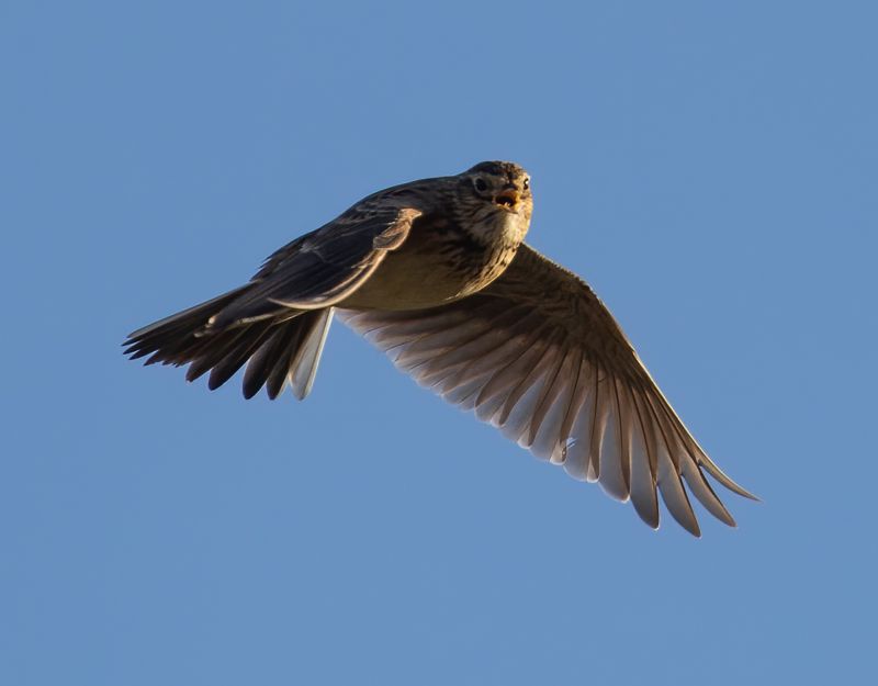 Eine Feldlerche im Flug