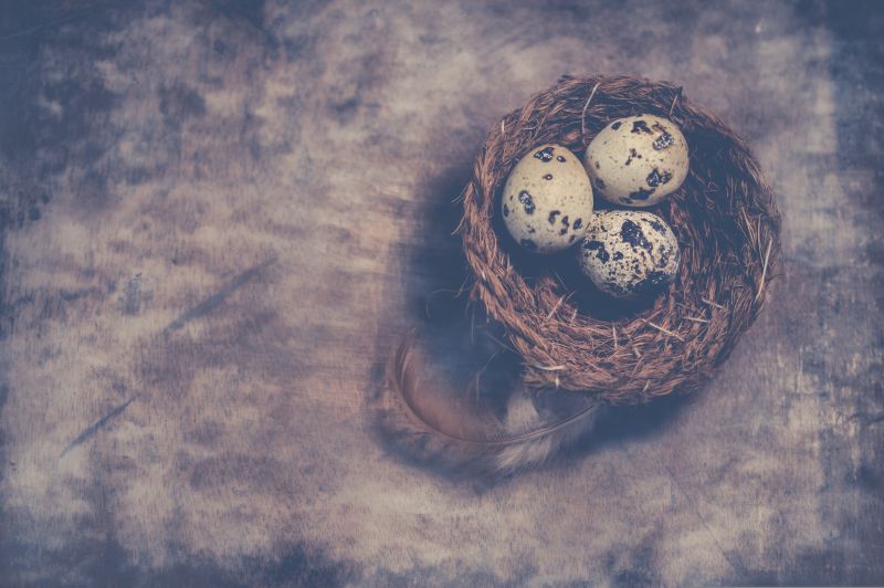 Drei Eier des Kiebitz in seinem Nest