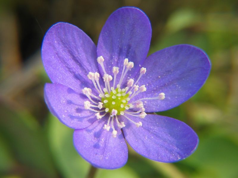 Die Blüte eines Leberblümchens