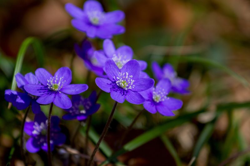 Blühende Leberblümchen im Wald