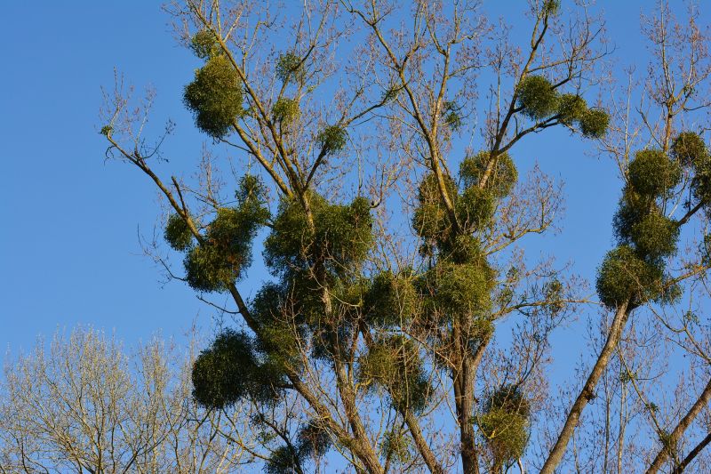 Mehrere Misteln in einem Baum