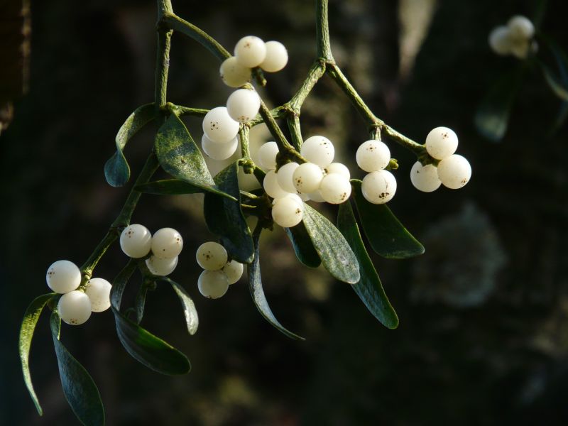 Die Beeren der Mistel