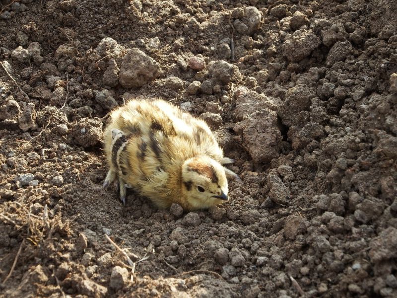 Rebhuhn-Küken sind in den ersten Lebenswochen auf Insekten angewiesen – ihr Rückgang gefährdet den Nachwuchs besonders stark.