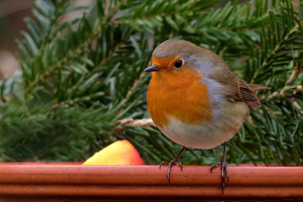 Ein Rotkehlchen zur Weihnachtszeit