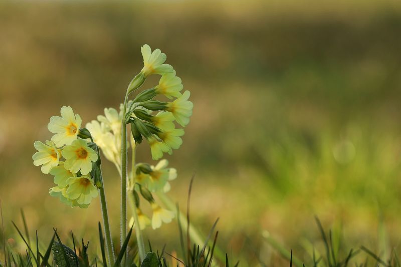 Die echte Schlüsselblume