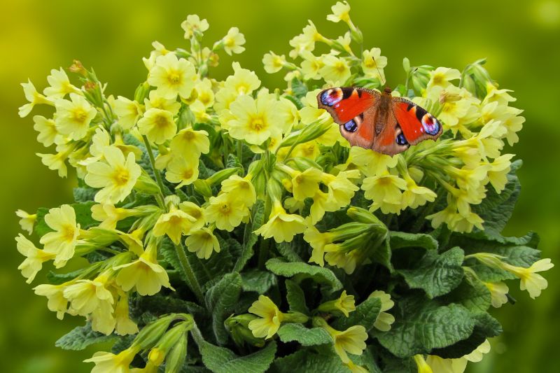 Ein Schmetterlin sitzt auf Schlüsselblumen