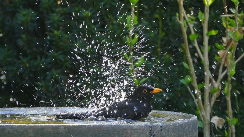 Eine Amsel genießt die Abkühlung