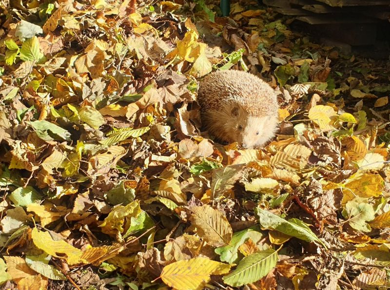 Ein Igel auf einem Laubhaufen