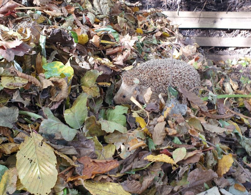 Ein Igel sucht eine warme Unterkunft für den Winter